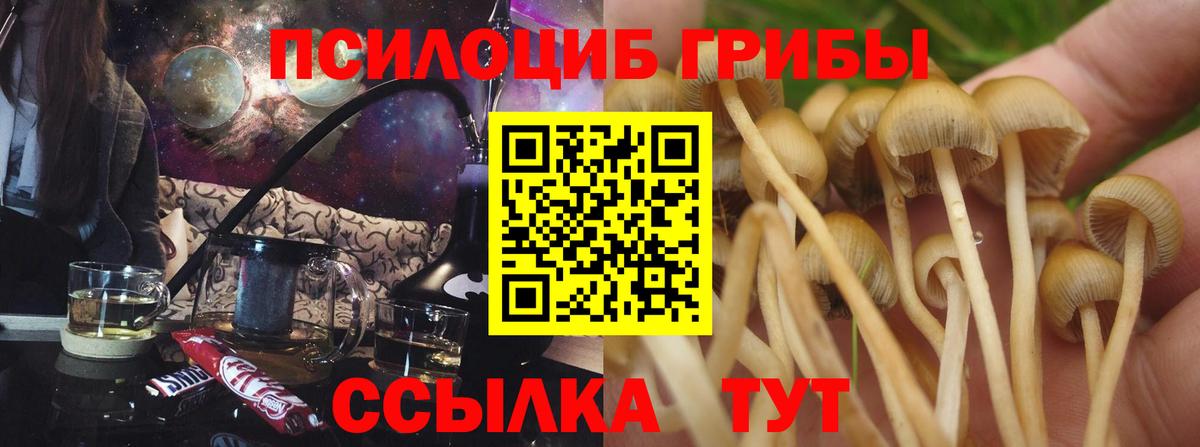 Реж  Псилоцибиновые грибы прущие грибы  Вход с VPN 